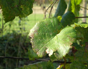 Azienda Agricola Turris